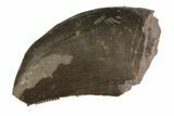 Serrated, Allosaurus Tooth - Colorado #152075-1